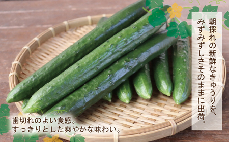 四万十市産 きゅうり 5kg 朝採れ 新鮮 野菜 やさい 高知県産 国産 胡瓜 キュウリ みずみずしい 産地直送 お取り寄せ 旬 ハウス栽培 農家直送 高知県 高知 四万十市 四万十 しまんと【発送時期：11月中旬～4月下旬】26-0031