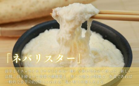 お届け：2026年12月中旬～2027年2月下旬　深浦町産 ネバリスター 約5kg 土つき 長芋[fu-0022-001]