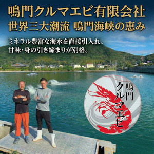【指定日必須】 活き車海老 500g 約13尾～18尾 クルマエビ