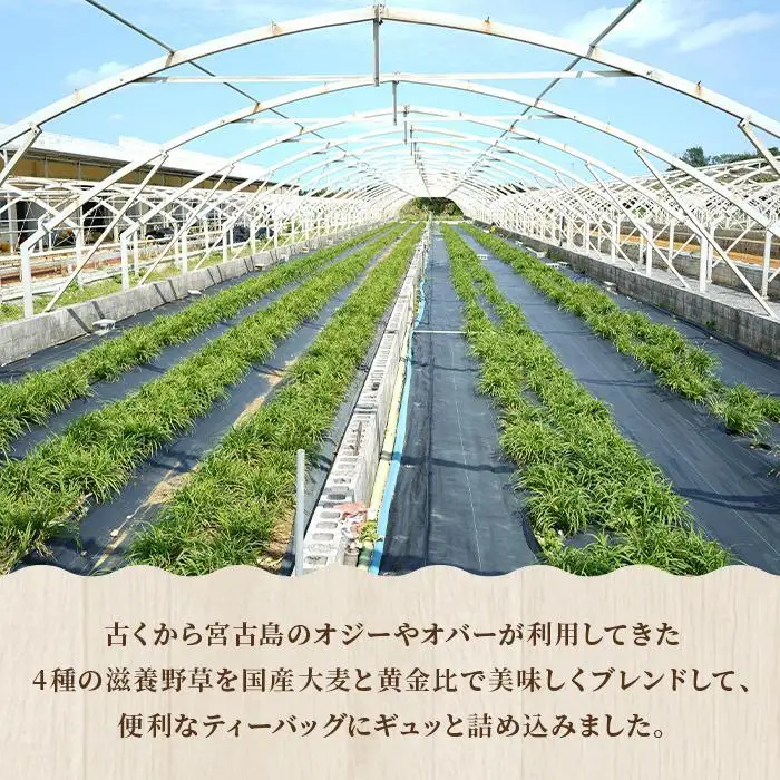 宮古島産4種ハーブ配合 ずみ茶1袋(4.3gx30包)（UM03）