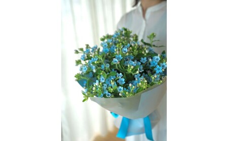 【定期便3回】ブルースター花束初回花瓶付き  / ブルースター お花 フラワー 青い花 高知県産 定期便 希少品種 サムシングブルー リビング インテリア 切り花 花瓶付き 癒やし ギフト【株式会社tomoni】[ATCG047]