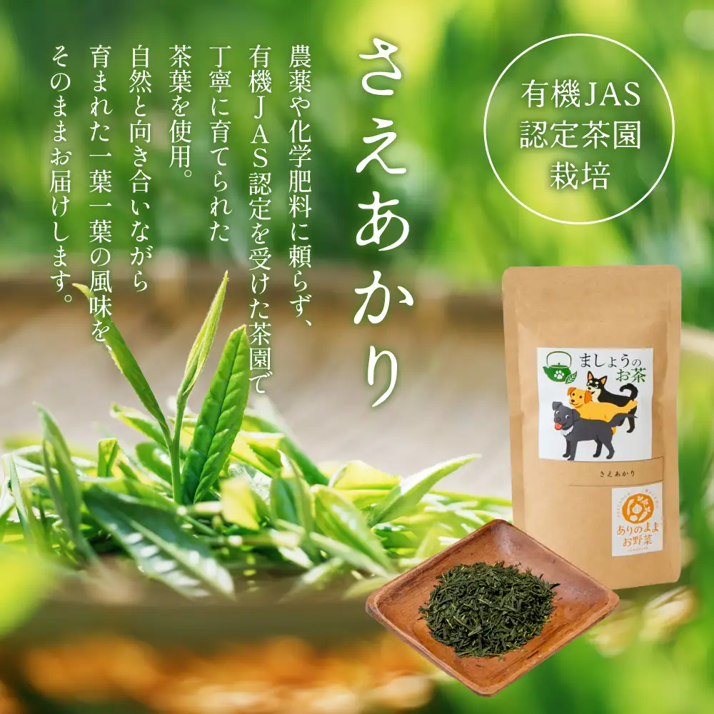 【鹿児島県産緑茶】ましょうのお茶「さえあかり」「さえあかり×在来茶」4本セット 計200g 鹿児島県産 かごしま お茶 日本茶 緑茶 茶葉 南さつま市