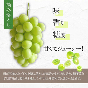  2026年 家庭用 岡山県産  シャインマスカット 1.5kg以上 摘み落とし＜9月以降発送＞