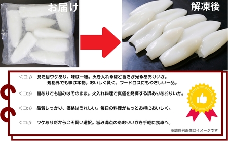 【訳アリ】アオリイカむき身（不揃い）