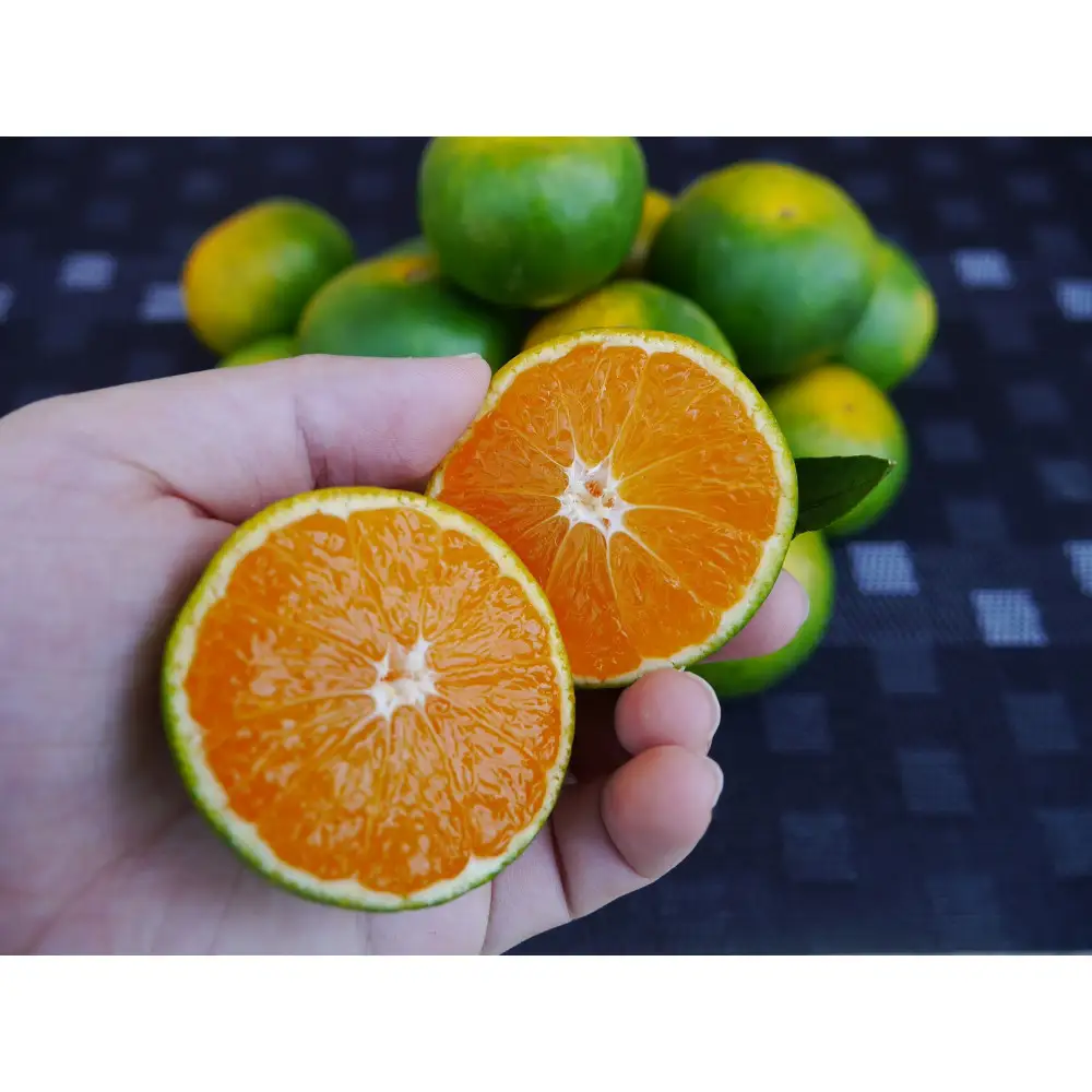 ※先行予約・2026年9月下旬発送開始予定※ 和歌山産 極早生みかん 10kg 3S～Sサイズおまかせ ［YN-26］ 橋詰農園