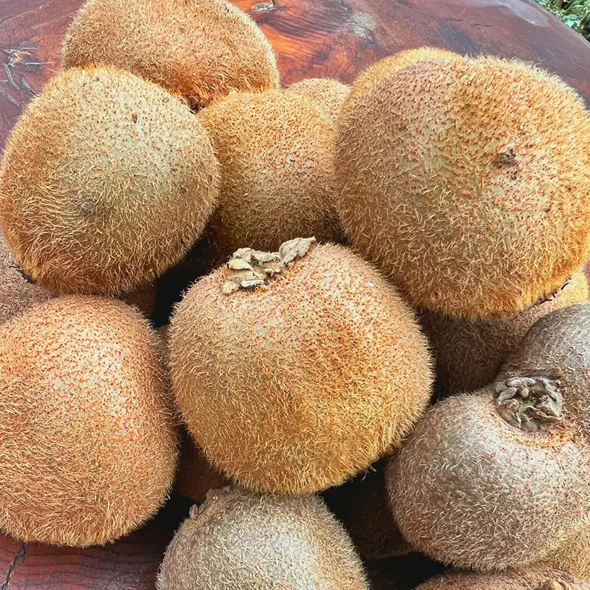 農園直送!訳アリキウイフルーツ2kg～2.4kg(24個～30個)【配送不可地域：離島・北海道・沖縄県・四国・九州】【1705165】
