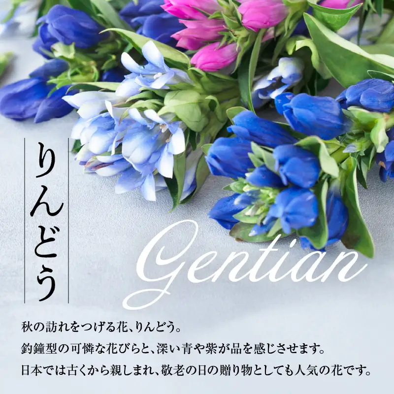 【先行予約】 りんどう 赤系 1束 10本入り 花 生花 切花