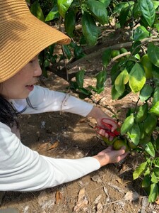 捨てられるはずの青みかんから生まれた "青みかん精油" 