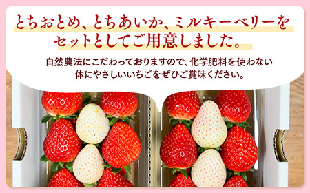 栃木のいちご 3種 食べ比べセット | とちおとめ とちあいか ミルキーベリー イチゴ 苺 栃木県 果物 フルーツ 栃木県 壬生町 産地直送 ※2027年1月～発送