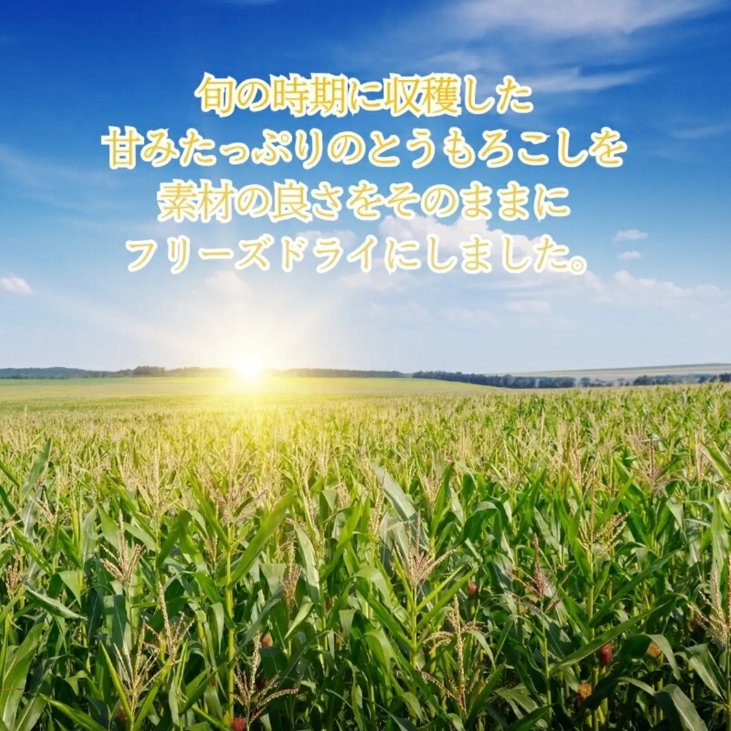 とうもろこしの“まんま”　|　フリーズドライ　トウモロコシ　トッピング　サラダ　備蓄