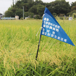 ＜有機JAS＞ササニシキ 精米 10kg(10kg×1袋) 朱鷺みらい 精米 有機栽培 登米市産 お米 おこめ 米 コメ 白米 ご飯 ごはん おにぎり お弁当 ささにしき 【オーガニックとめネットワーク】tm595