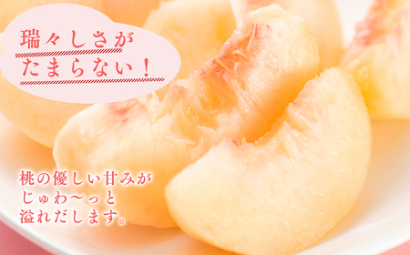 先行予約≪8月～9月発送予定≫  品種お任せ 平川市産 白桃 約2kg (5-6玉）【青森県 平川市 田中農園】フルーツ 果物 桃 もも モモ 白桃 ピーチ はくとう お取り寄せ 先行予約 旬 おまかせ［hi-0039-009］ 