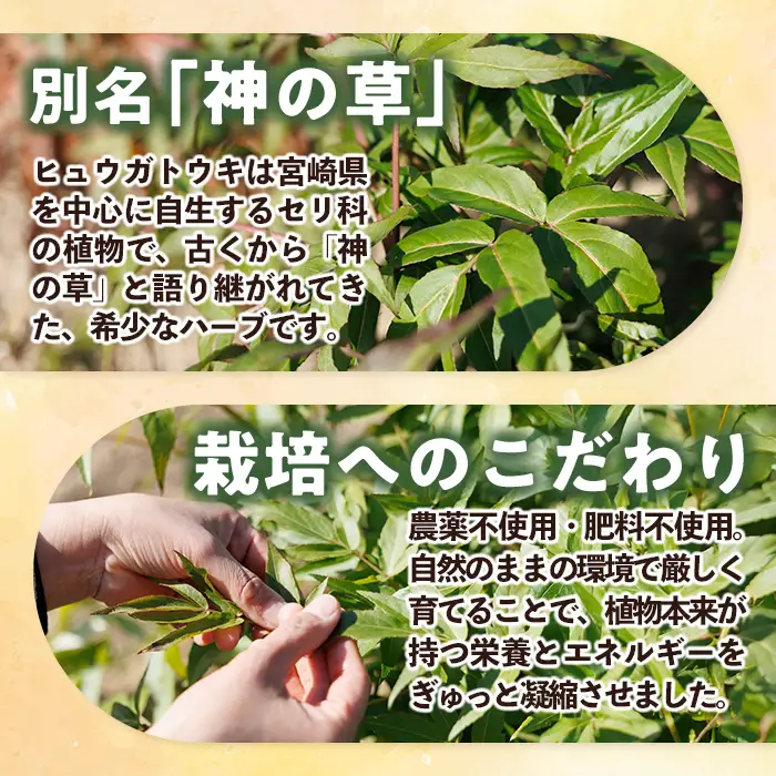 ヒュウガトウキ茶 ティーパック(1.5g×7個×2袋) トウキ茶 お茶 便利 簡単 生薬 ヒュウガトウキ 日本山人参 宮崎県産 国産【SF-04】【SMILE FARM】