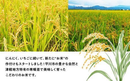 令和7年産 まっしぐら白米 10kg 青森県産[hi-0028-011]