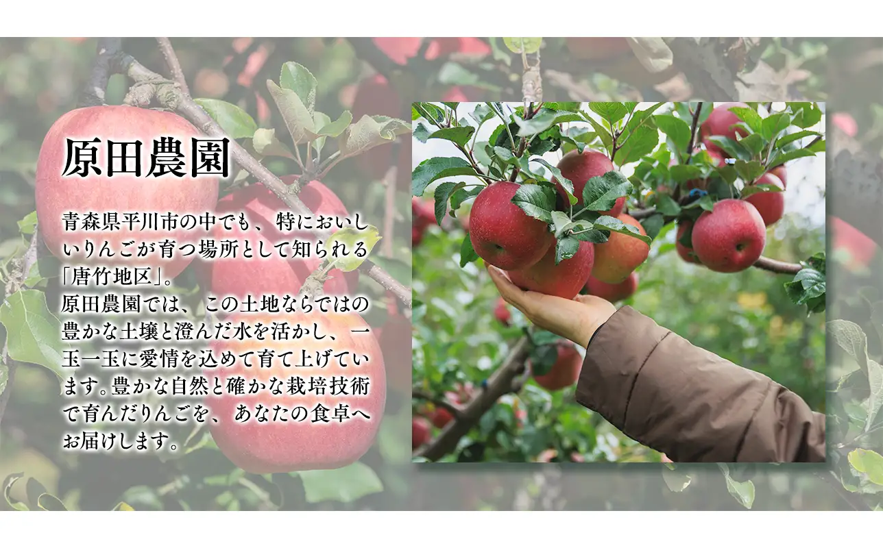 2026年11月～12月発送　【訳あり】家庭用王林 約5kg【原田農園】 家庭用 青森 青森県産 平川 りんご リンゴ 林檎 くだもの 果物 フルーツ［hi-0036-003］［hi-0068-025］ 