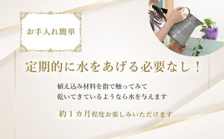 ミニ胡蝶蘭と観葉植物の寄せ植え　【11100-0962】