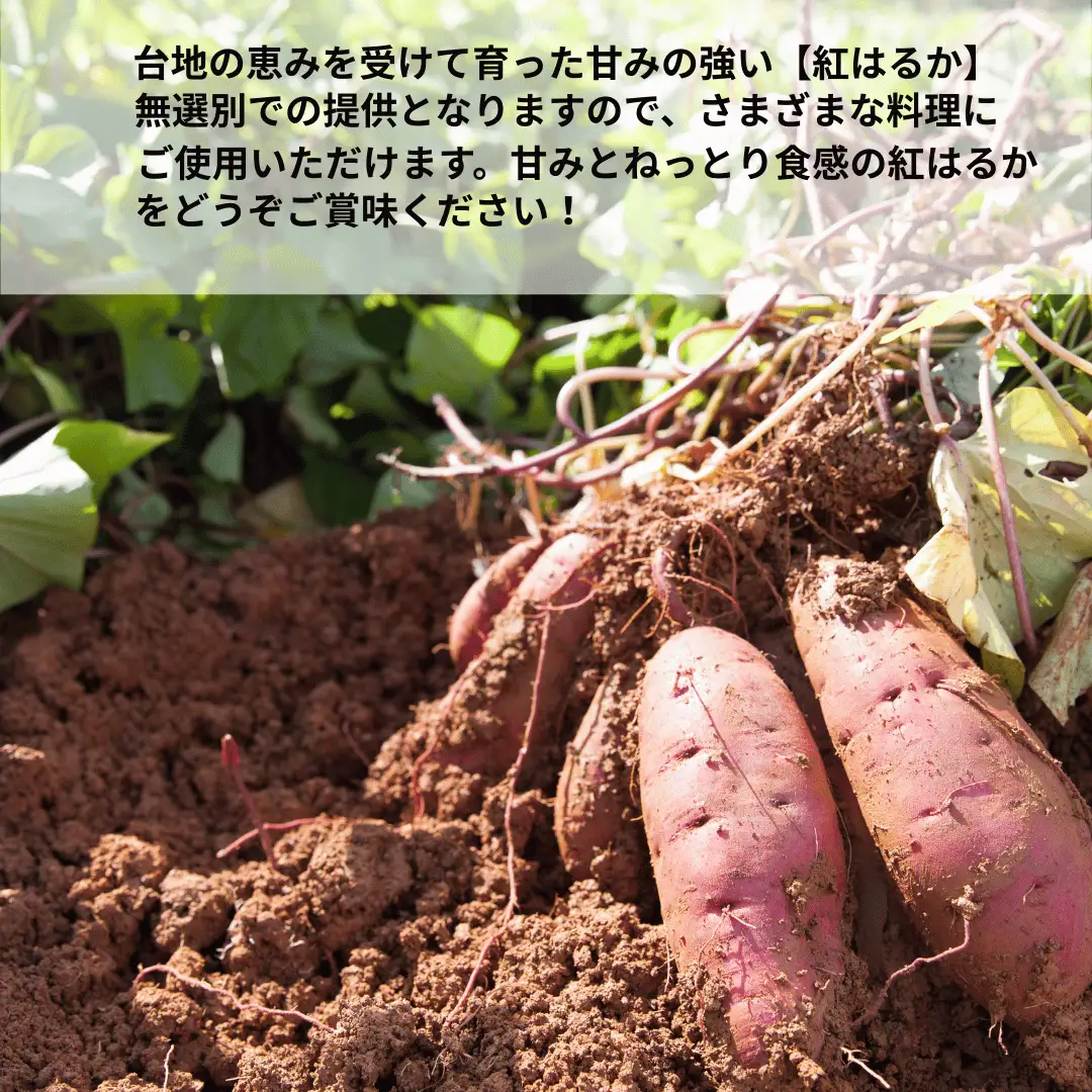 【先行受付】秋田県井川町産　訳あり　紅はるか（生芋）6kg