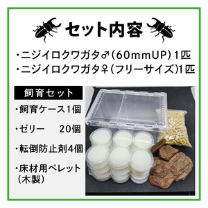 ニジイロクワガタ オスメス ペア飼育セット（オス:60ミリup / メス:フリー）【クワガタ クワガタムシ 昆虫 虫 国産 飼育 セット 夏休み 自由研究 鹿嶋市 茨城県】（KBY-13）