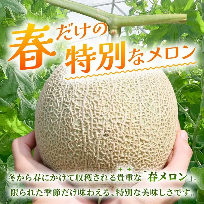 宮古島産赤肉メロン 大玉1玉（2kg以上）【ブルータートルファーム】（DC012）