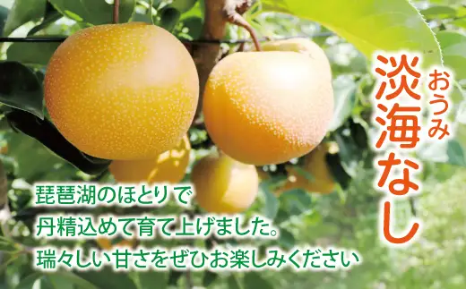 【先行予約】【数量限定】淡海なし　幸水　3㎏箱入り（サイズ：2L～7L　5～10個入り）【K127W】 スイーツ 果物