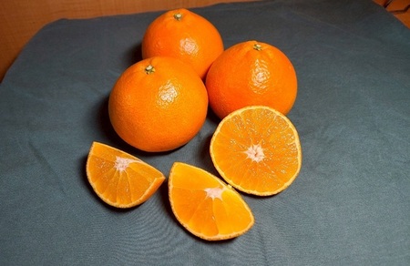 【2026年先行予約】みかん 訳あり 愛果28号 紅まどんなと同一品種 3kg サイズミックス ご家庭用 【12月から順次発送予定】 愛媛 人気 数量限定 柑橘 伊予侍ファーム 伊予市｜B457