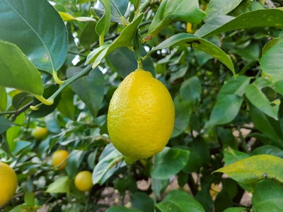【2026年先行予約】レモン 3kg ご家庭用 バラ詰め ユーレカ 愛媛 【2026年10月から順次発送予定】 数量限定 檸檬 柑橘 フルーツ ビタミン 国産 伊予市｜B459