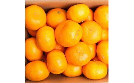 家庭用 大きな有田みかん2.5kg+250g（傷み補償分）【わけあり・訳あり】【光センサー選果】