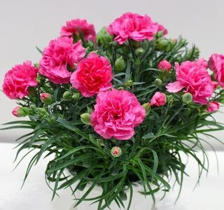 【母の日】 カーネーション ピンク かご・ラッピングなし 母の日 2026年5月より順次発送