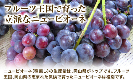 【先行予約】ニューピオーネ 2房 480g以上 露地栽培 有限会社ホーティカルチャー神島《9月中旬-10月中旬頃出荷》岡山県 浅口市 ぶどう ピオーネ フルーツ 旬 果物 国産 岡山県産 送料無料 冷蔵【配送不可地域あり】