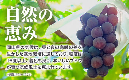 【先行予約】岡山県産 訳ありつる付きニューピオーネ 2房 530g以上 露地栽培 有限会社ホーティカルチャー神島《9月中旬-10月中旬頃出荷》岡山県 浅口市 葡萄 果物【配送不可地域あり】