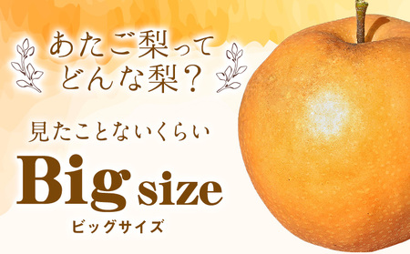 岡山県産 あたご梨 約3kg（3-5玉） 有限会社ホーティカルチャー神島《11月中旬-12月中旬頃出荷》岡山県 浅口市 なし 梨 果物 【配送不可地域あり】