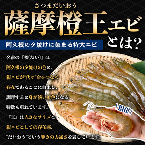 薩摩橙王エビ(4尾入×2パック) 国産 鹿児島県産 阿久根市産 えび 海老 魚貝類 魚介類 海産物 養殖 冷凍 期間限定 数量限定 焼き海老 焼きエビ バナメイエビ シロアシエビ 生食可 【リージョナルフィッシュ株式会社】akn105-01