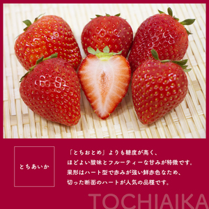 【2027年先行予約】とちあいか・ミルキーベリー　10粒(CN)