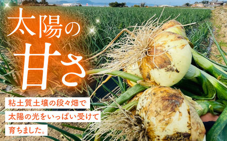 【2027年3月-発送】たまねぎ 5kg / タマネギ 玉葱 玉ねぎ 野菜 やさい カレー シチュー バーベキュー スープ サラダ / 南島原市 / 城谷農園[SGV001]
