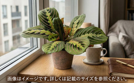 観葉植物 マランタレウコネウラ 鉢植え 大村市 エコグリーンヒガシ/マランタ 室内植物 鉢付き 植物 インテリア おしゃれ プレゼント ギフト[ACAL009]