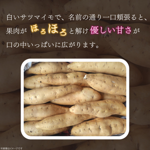 【2025年11月より順次発送】2025年度産 さつまいも しろほろり 約2kg｜さつまいも 芋 お芋 しろほろり 渋谷農園 先行予約 茨城県 行方市(BZ-60)