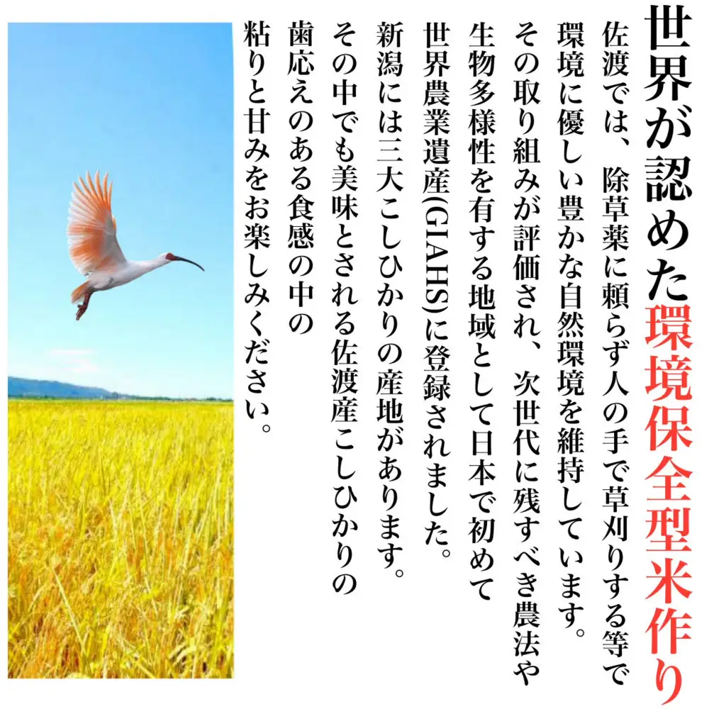世界農業遺産の島・佐渡で育った無洗米コシヒカリ 真空パック 900g×6袋セット