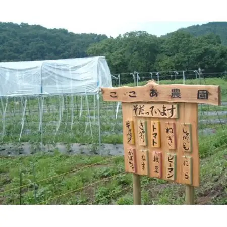 奇跡のハーブ ホーリーバジルティー【ティーパック10個入×1袋、急須用茶葉22g×1袋】計2袋【配送不可地域：離島・沖縄県】【1719300】