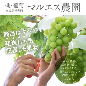 （クール配送）「マルエス農園」　ピッテロビアンコ　合計1.2kg以上【2026年発送】（MS）B15-402 ピッテロビアンコ フルーツ