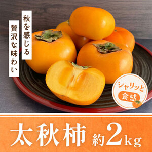太秋柿 柿 約2kg 株式会社エフビーネット《10月上旬-11月上旬頃出荷》熊本県 菊池市 柿 かき たいしゅうがき 果物 フルーツ 秋の味覚 旬 デザート