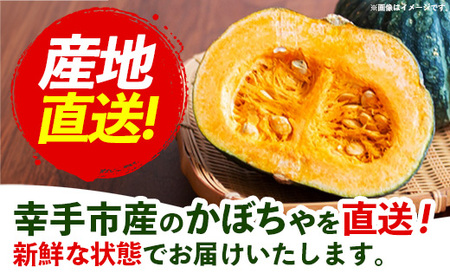 【きあり農園】2026年度 幸手市産 かぼちゃ 約10kg - カボチャ 南瓜 くり大将 くり将軍 産地直送