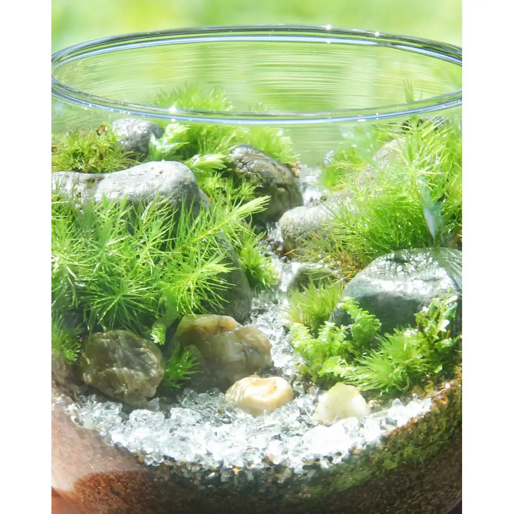 【渓流編】苔テラリウム制作キット（ツール付き）