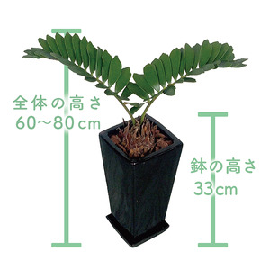 2026年6月中旬～発送【観葉植物】ザミア・プミラ 60cm～80cm ブラック 陶器鉢 専用受皿付 T&P IB057-009 観葉植物 ※北海道・沖縄・離島配送不可