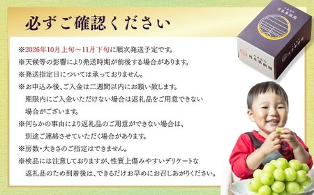 【種なし】岡山県産 シャインマスカット 1房箱 計約800g マスカット ぶどう ブドウ 葡萄 フルーツ 種無し【2026年10月上旬-11月下旬発送予定】