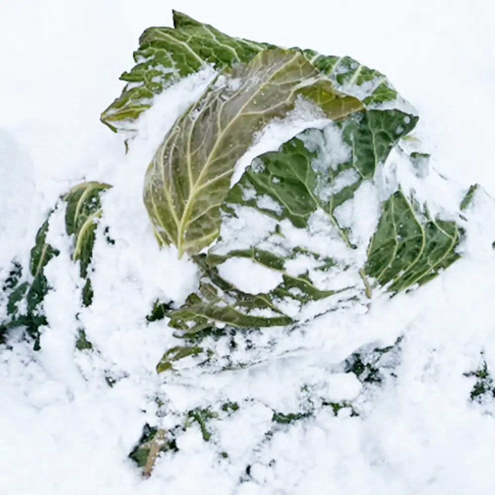 【先行予約】2027年1月中旬より発送！大きな雪下キャベツ約2.5kg×2玉　【07208-0789】