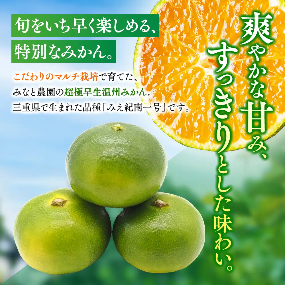 みかん みえ紀南一号 超極早生みかん 約10kg【mntf0002】