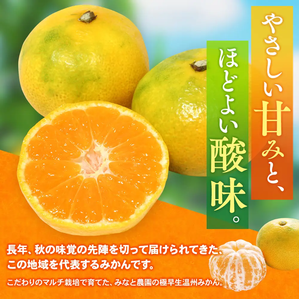 みかん 極早生温州みかん 約10kg マルチ栽培【mntf0004】