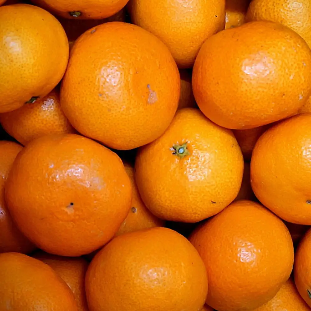 有田の旬の食べごろみかん約10kg（サイズ混合）（秀・優品混合）★2026年11月下旬頃より順次発送 ［TM227］