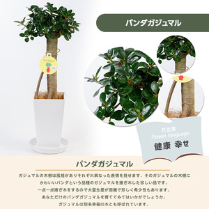 2026年1月中旬～発送【観葉植物】パンダガジュマル55cm～65cm IB002-002 観葉植物 観葉植物 ※北海道・沖縄・離島配送不可