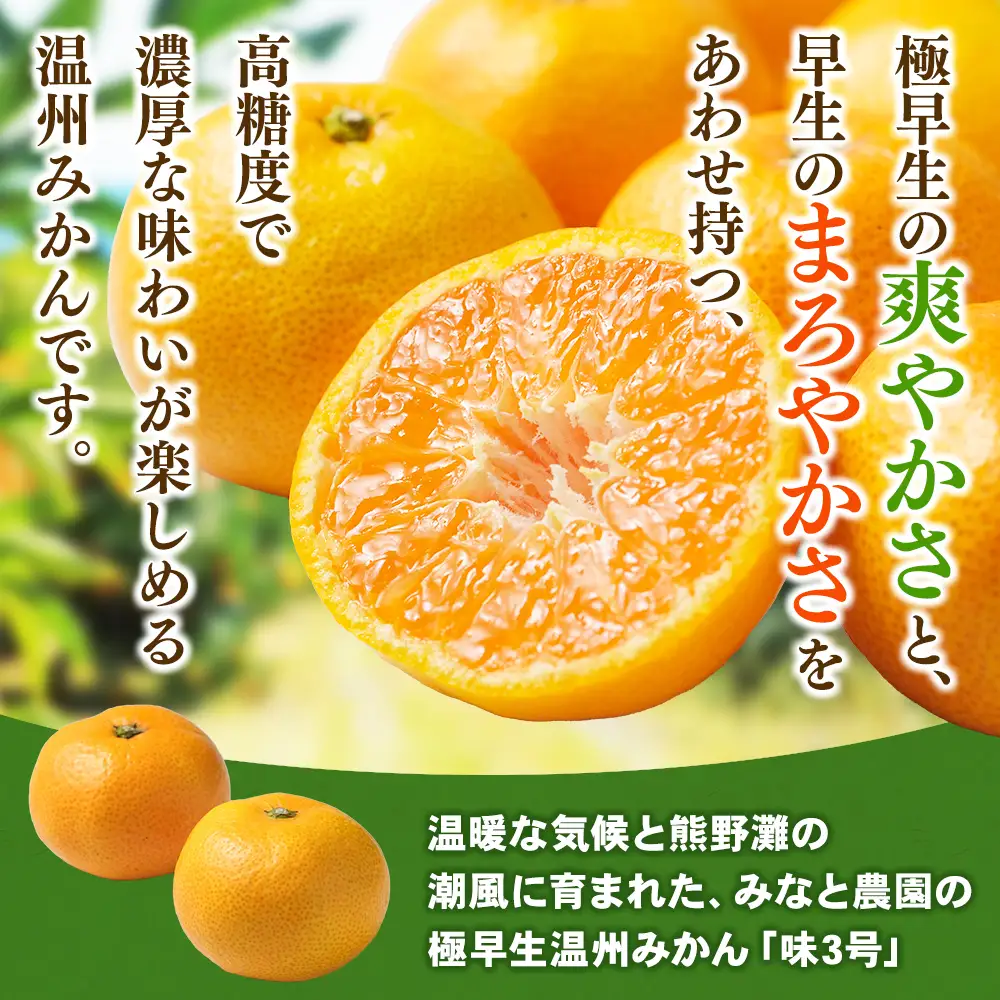 みかん 味3号 温州みかん 約5kg【mntf0005】